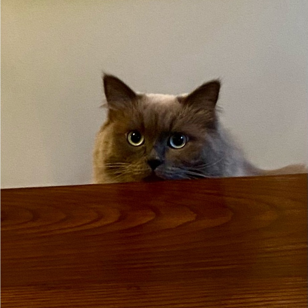 Lucile the cat